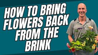 How to Bring Flowers Back from the Brink