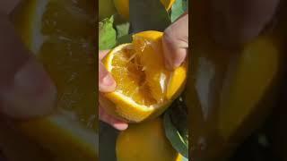 Delicious and juicy oranges#youtubeshorts