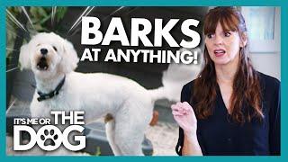 Sound Sensitive Dog BARKS at the Slightest Noise | It's Me or The Dog