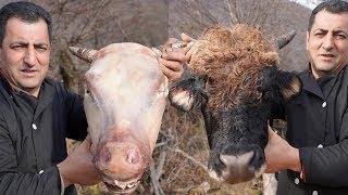 Traditional Khash soup recipe | Cow's Head Soup | Yummy Paçe cooking | Wilderness Cowhead recipes