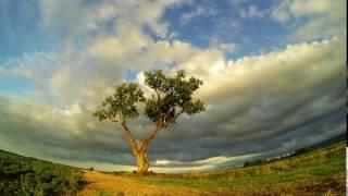 Tree sunset