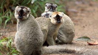 Island of Lemurs: Madagascar Featurette