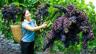 How To Harvest Grape & Goes To Market Sell | Harvesting And Cooking | Lý Song Ca