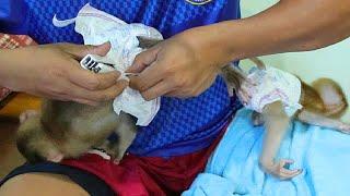 Baby Monkey Wear Diapers - Dad Prepare Baby Lyly to Get Milk