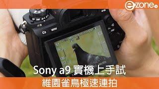 Sony α9 實機上手試　維園雀鳥極速連拍