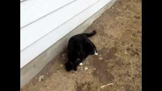 Male and Female cats meeting for the first time.