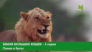 Земля больших кошек. 3-серия. Панки в бегах