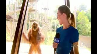 Evil Orangutan