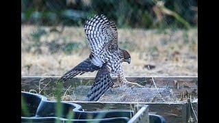 Falconry: How to properly tie nooses for a trap