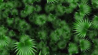 Green Fan Palm Tree Leaf Moving Animation Background