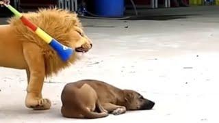 fake Lion and Fake Tiger Prank To dog - Huge Box Prank to dog So Funny 2021