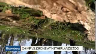 Chimp vs. Drone Pits Nature Against Technology