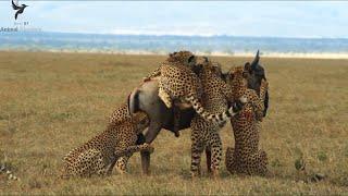 5 Cheetah brothers together bring down a huge Wildebeest | The way of the Cheetah