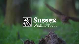 Join Sussex Wildlife Trust