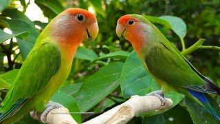Peach-Faced Lovebird's Sounds - Red-Headed Green Opaline & Red-Faced Dark Green