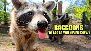 Raccoon  (10 FACTS You NEVER KNEW)