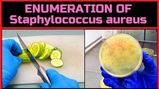 Enumeration of Staphylococcus aureus in Food | A Complete Procedure | BAM, Chapter-12