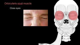 Muscles of facial expression