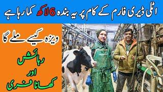 dairy farm job,salary and visa process in italy  | cow farm work in italy | Gullu vlogs