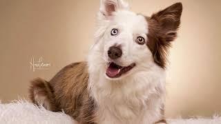 Why Border collie is the Most Intelligent Dog Breed?