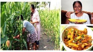 Corn picking and cooking || Corn Manchurian || Spicy Hand Recipes || Baby corn recipes