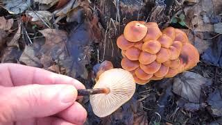 Samtfußrüblinge (Flammulina velutipes) in Thüringen