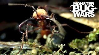 Epic Ant Battles #1 | MONSTER BUG WARS
