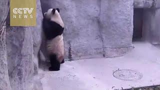 Watch: This panda is dancing!