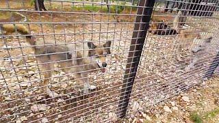 Maya RUNS with the wolfdogs at Alveus