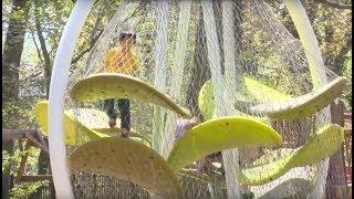 Luckey Climbers - The world's greatest jungle gyms (video by Geomatrix Productions)