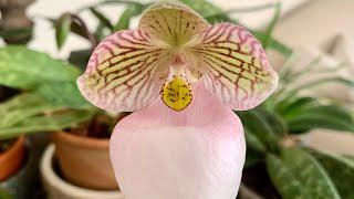 paphiopedilum micranthum