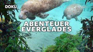 Abenteuer Everglades – Die Manatis des Crystal River (spektakuläre DOKU in voller Länge auf Deutsch)