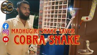 cobra snake  TV college opposite area