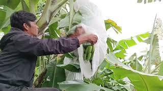 Banana farmer daily routine. Hardworking Mecmec.Tired but inspired.