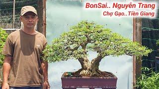 BonSai Nguyễn Trang Bến Tre. Những Tác Phẩm Cây Cảnh Đẹp Giao Lưu Lh Zalo #0358859591