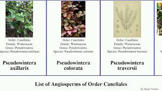 List of Angiosperms of Order Canellales tasmannia wild bark cinnamon andina lanceolata fragrans