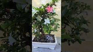 Multi colored flowers on the Ai No Hikari Satsuki Azalea bonsai tree. #bonsaitree #bonsai