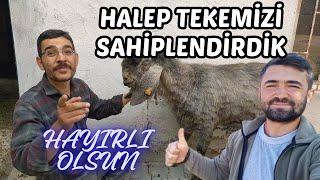 HALEP TEKEMİZİ SATTIK (ÖZLEM)