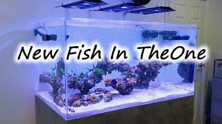 I've Lost Fish, I've Gained Fish TheOne Ep7