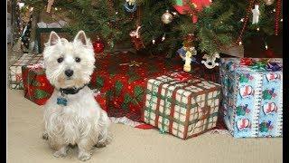 Funny Dogs Opening Their Christmas Presents Compilation 2017