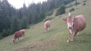 Trabzon Alaca yaylası karaçam obasından