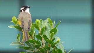 Birding in China - Birds and Butterflies of Guangzhou.