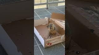 In the apple box #squirrel #applebox