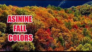INSANE FALL COLORS! Leaf peeping insanity at Caesar's Head State Park, South Carolina! Drone shots
