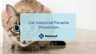 Cat Intestinal Parasite Prevention