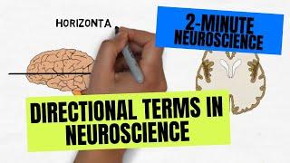 2-Minute Neuroscience: Directional Terms in Neuroscience