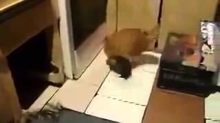 Rat Attacks Cat From Behind !