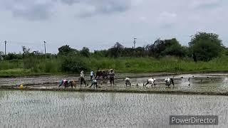 #paddy#paddyfields#farmers#farming