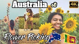 SUN FLOWER AUSTRALIA | අපහු එන්න නම් හිතුනෙම නෑ | DUNNSTOWN VIC | 4K | MAPPIN TRAVEL |