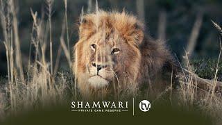 Shamwari TV: 1 Wild Year Anniversary Special